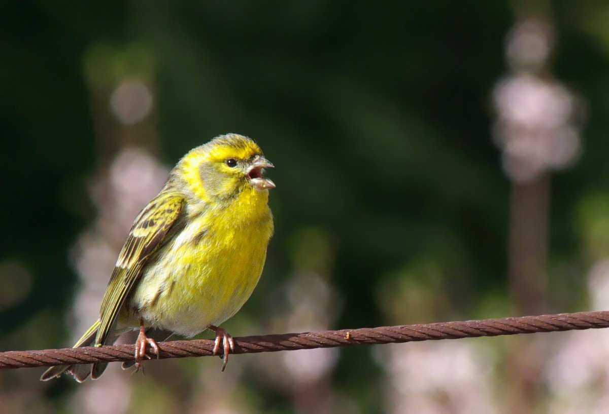 Verzellino (Serinus serinus) 2 Verzellino (Serinus serinus)