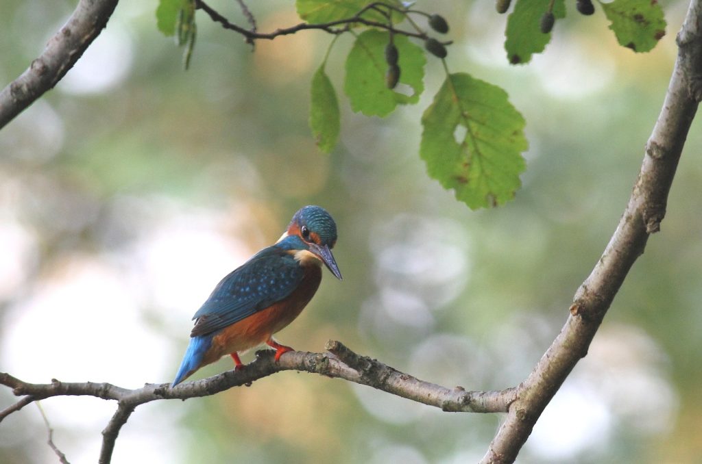 l-insolito-posatoio-elab-rid