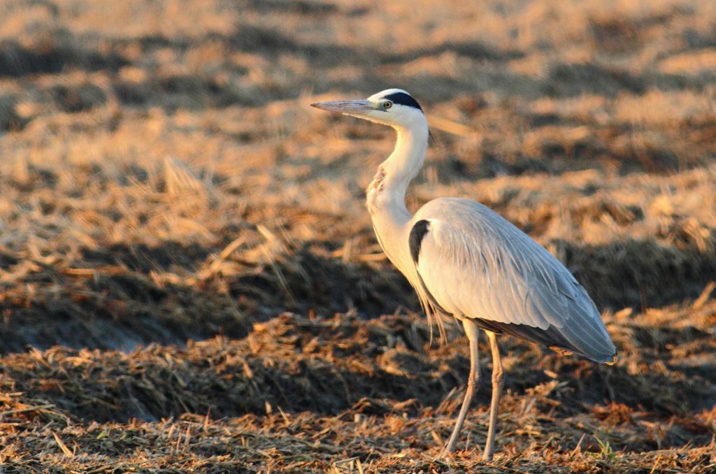Airone Cenerino elab rid