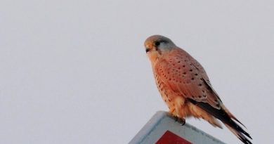 Gheppio Maschio e1481486337960