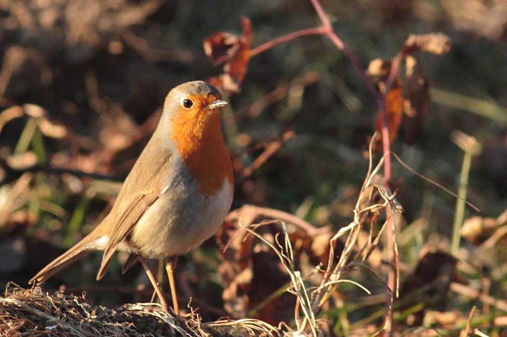 Pettirosso al tramonto