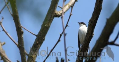 Balia nera maschio elab rid