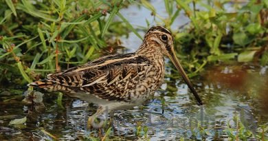 Beccaccino elab rid e1735480391687