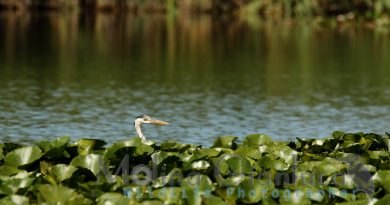 Cucu Airone Cenerino elab rid