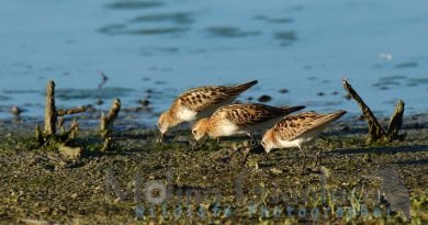 GAMBECCHIO COMUNE Calidris minuta elab rid