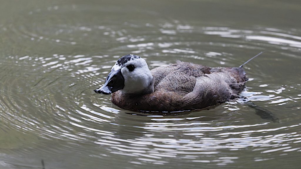 Gobbo Rugginoso elab rid