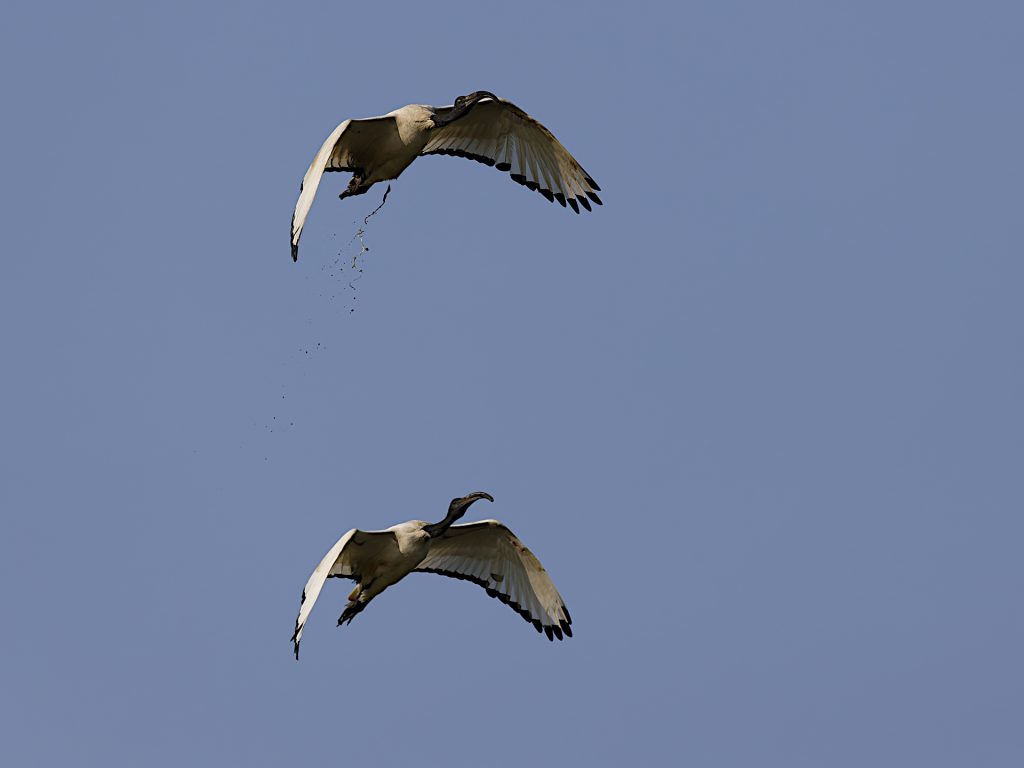 Ibis Sacri attenzione di sotto elab rid