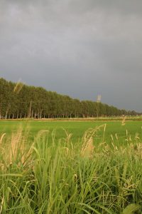 Nubi sui campi di riso